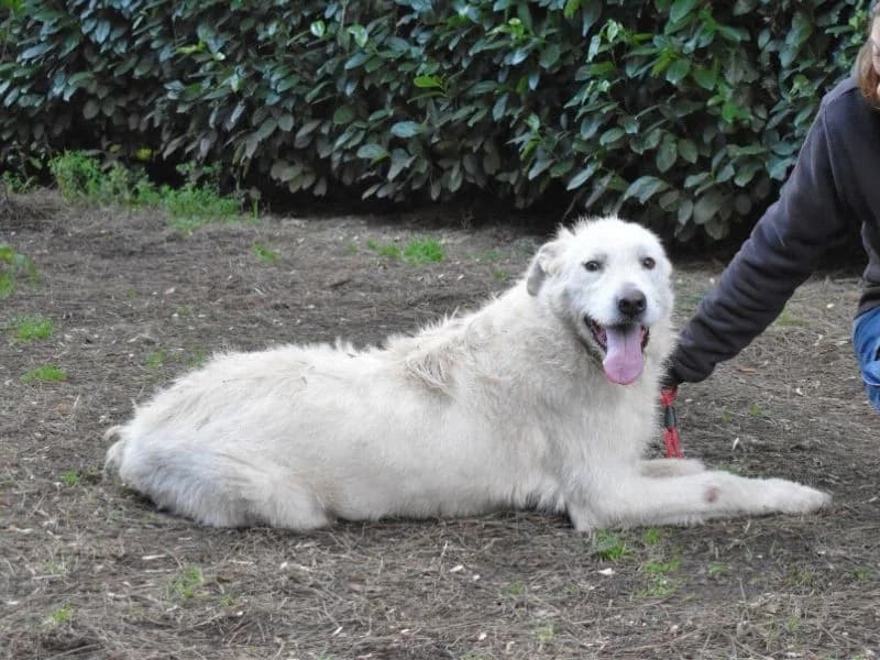 Ozlo, 7yo mixed breed for adoption at Associazione ALFA, Roma