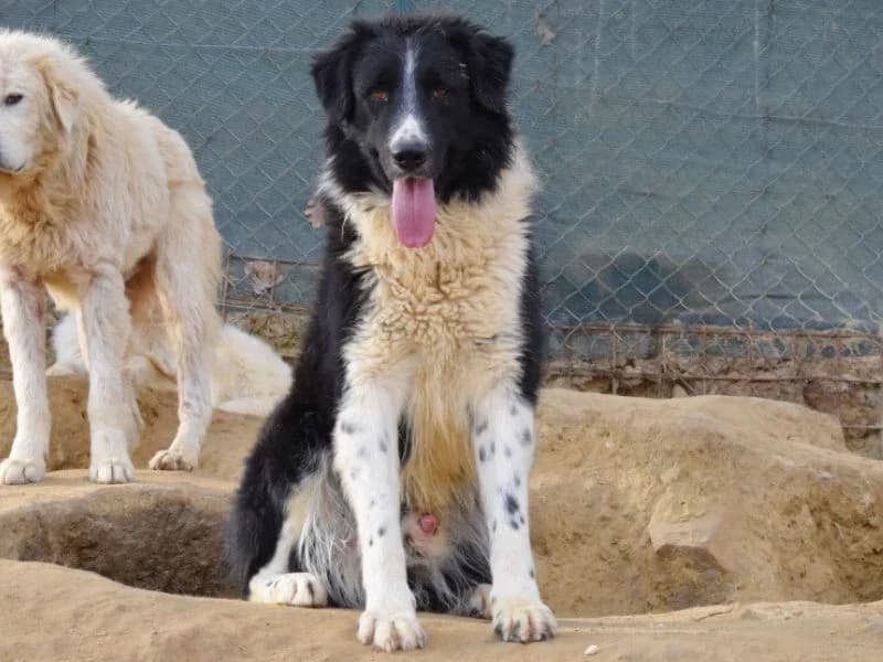 Pocomio, 3yo mixed breed for adoption at Associazione ALFA, Roma