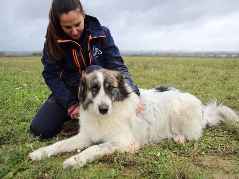 Poncio, 7yo mixed breed for adoption at Associazione ALFA, Roma