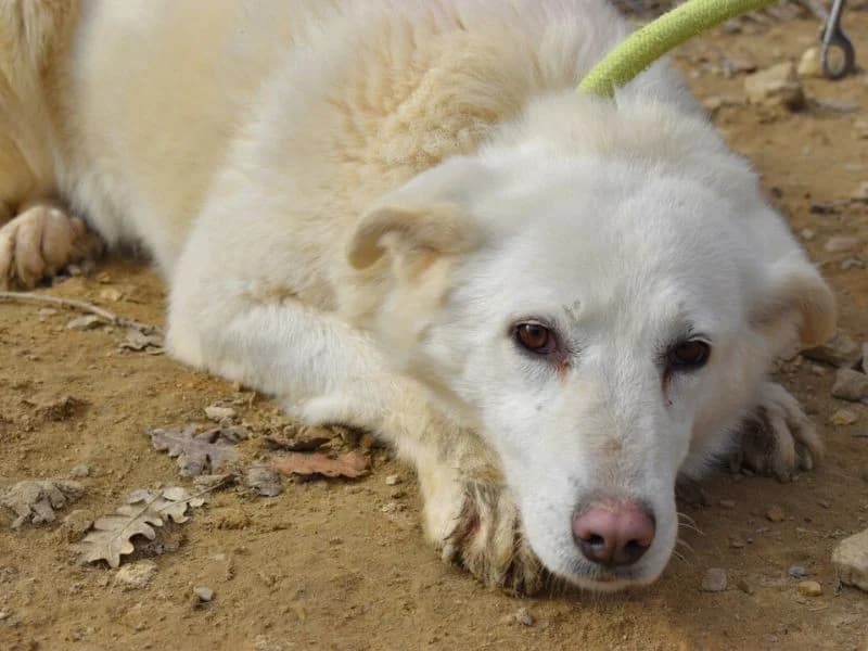 Quietina, 4yo mixed breed for adoption at Associazione ALFA, Roma