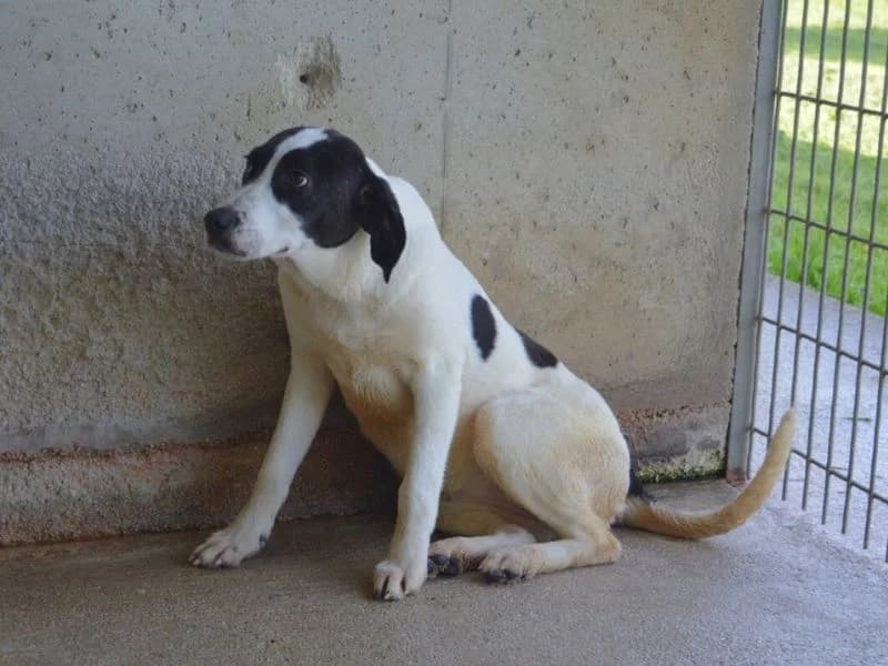 Raakel, young mixed breed for adoption at Associazione ALFA, Roma