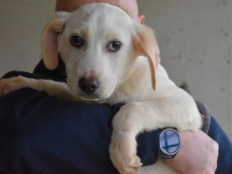 Radford, young mixed breed for adoption at Associazione ALFA, Roma