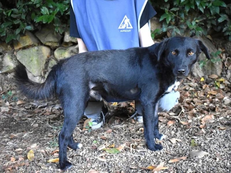 Rafeed, male 5yo mixed breed for adoption at Associazione ALFA, Roma