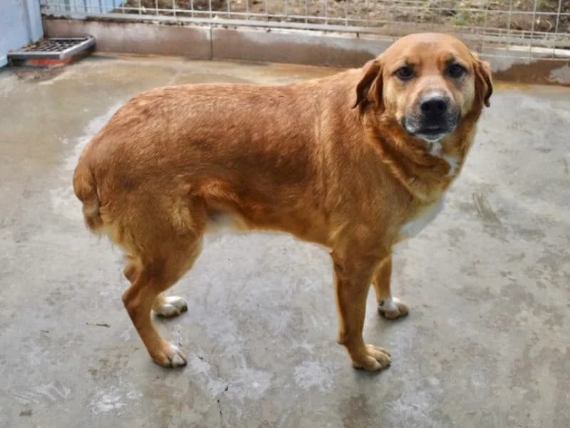 Rainey, 4yo mixed breed for adoption at Associazione ALFA, Roma
