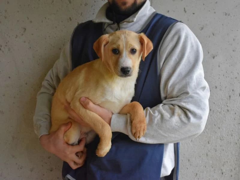 Rodrigue, young mixed breed for adoption at Associazione ALFA, Roma