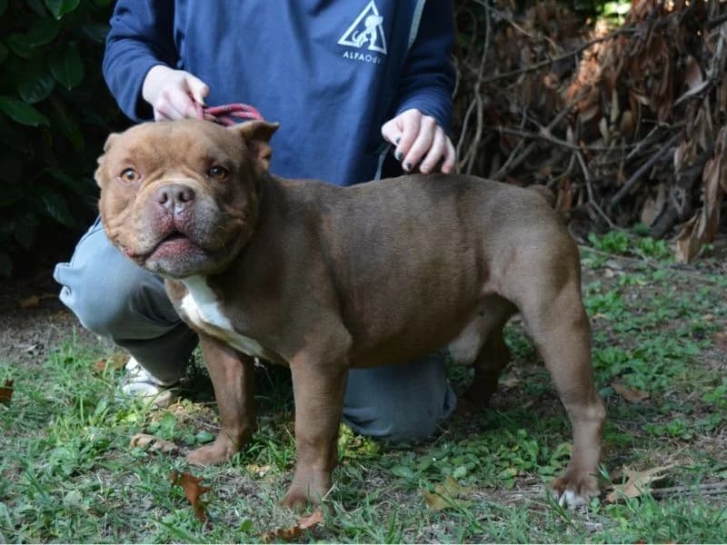Rometto, 3yo mixed breed for adoption at Associazione ALFA, Roma