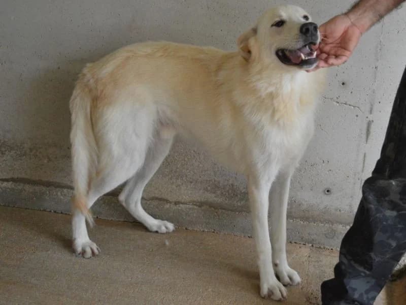 Rurik, 4yo mixed breed for adoption at Associazione ALFA, Roma