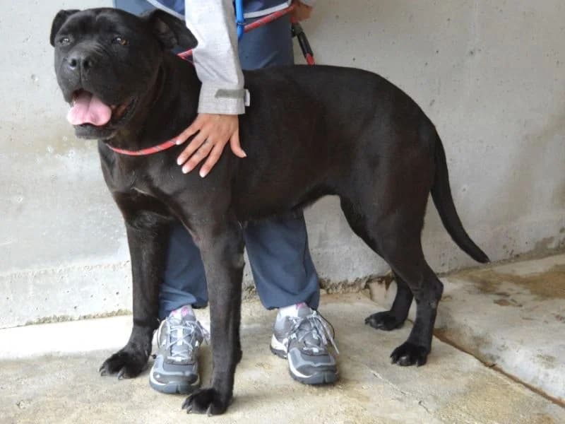 Rusalka, senior mixed breed for adoption at Associazione ALFA, Roma