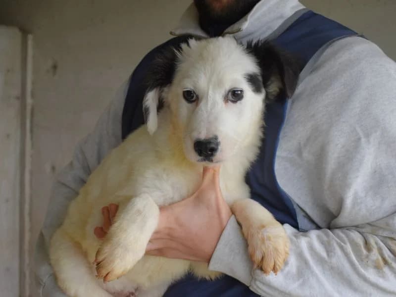 Rynaldo, young mixed breed for adoption at Associazione ALFA, Roma
