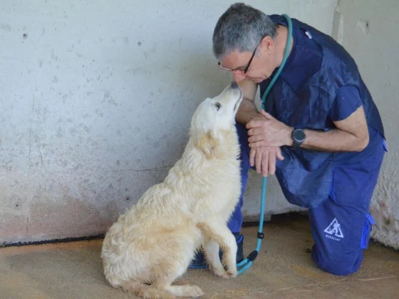 Sadye, young mixed breed for adoption at Associazione ALFA, Roma