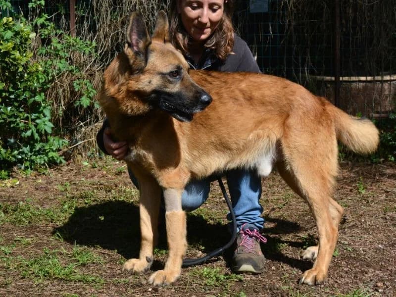 Sampson, 5yo mixed breed for adoption at Associazione ALFA, Roma