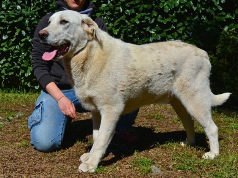 Scoutie, young mixed breed for adoption at Associazione ALFA, Roma