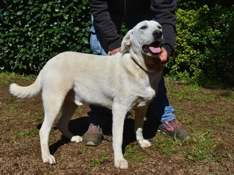Scrubby, young mixed breed for adoption at Associazione ALFA, Roma