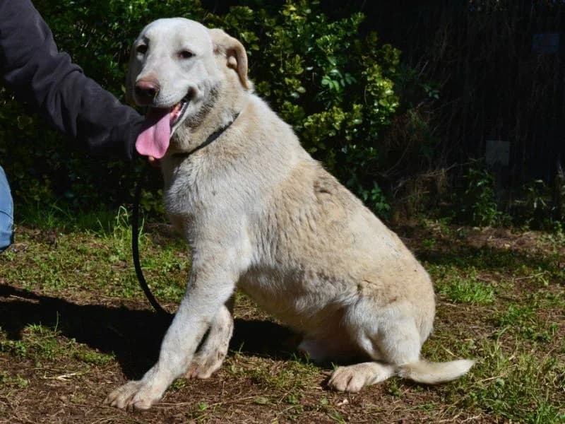 Shaydon, young mixed breed for adoption at Associazione ALFA, Roma