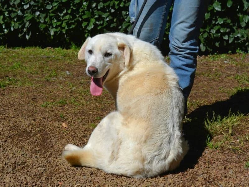 Shipley, young mixed breed for adoption at Associazione ALFA, Roma
