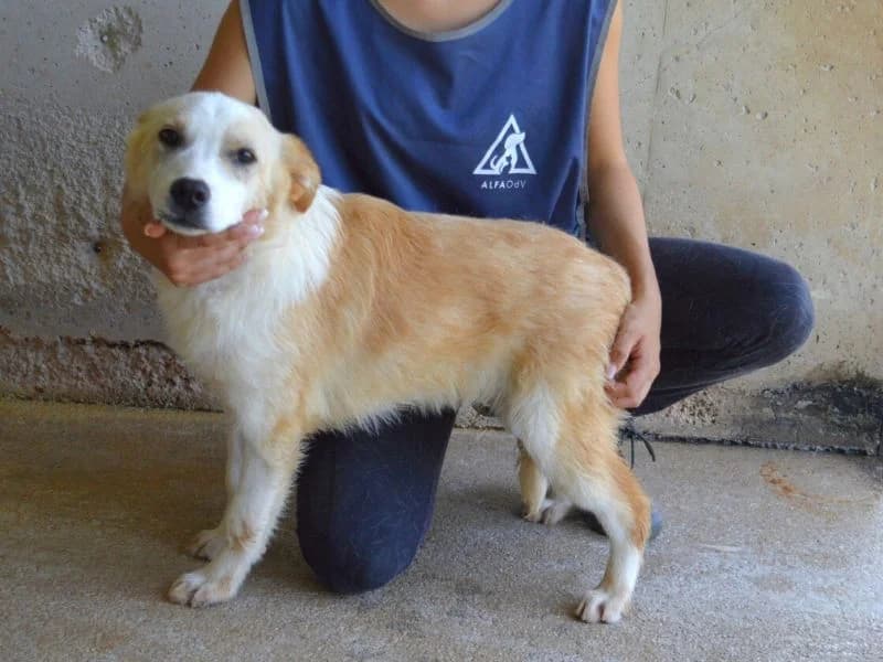 Simbad, young mixed breed for adoption at Associazione ALFA, Roma