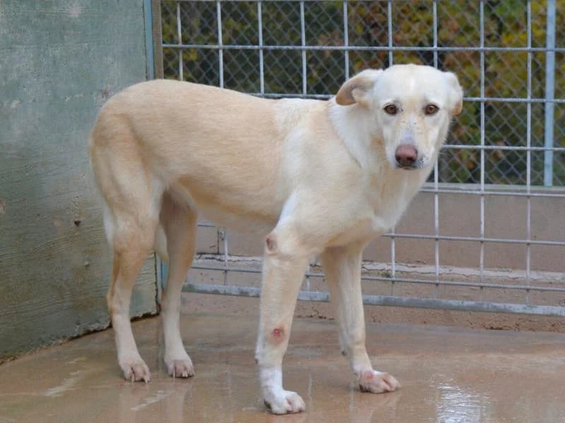 Tristana, senior mixed breed for adoption at Associazione ALFA, Roma