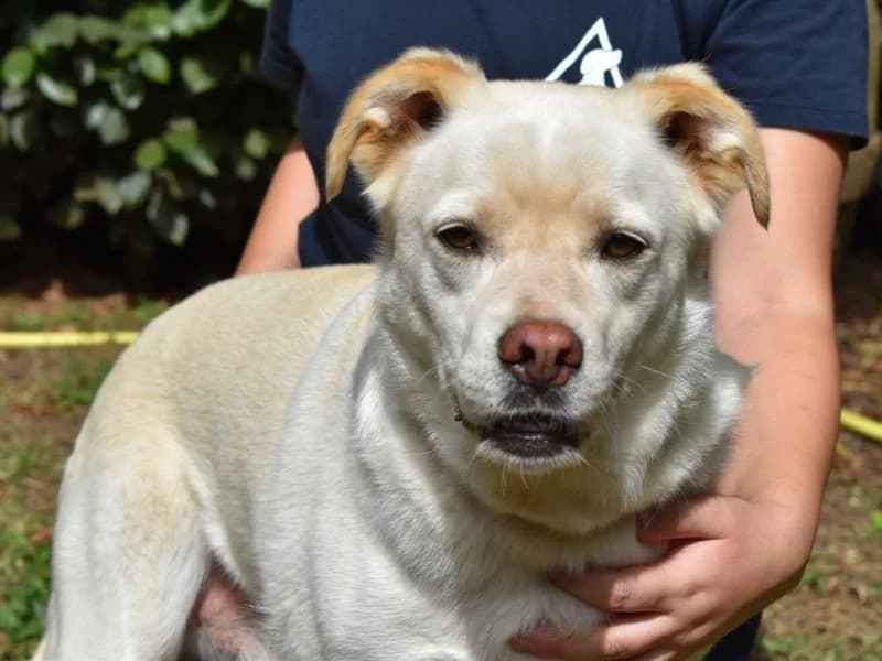 Ulbrecht, 5yo mixed breed for adoption at Associazione ALFA, Roma