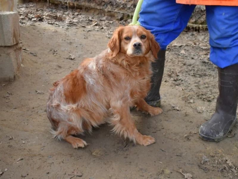 Victorina, mixed breed for adoption at Associazione ALFA, Roma