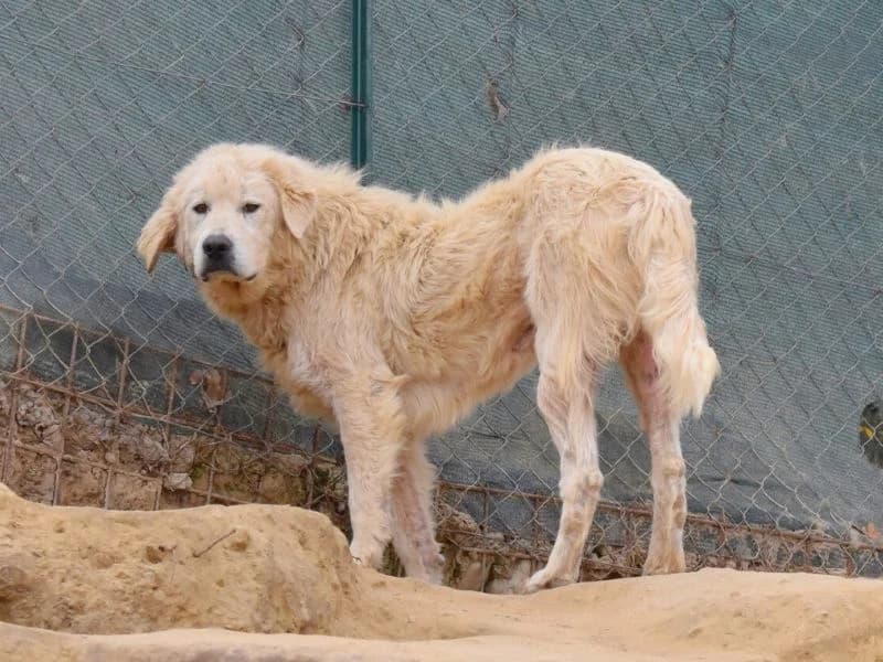 Xabier, 6yo mixed breed for adoption at Associazione ALFA, Roma