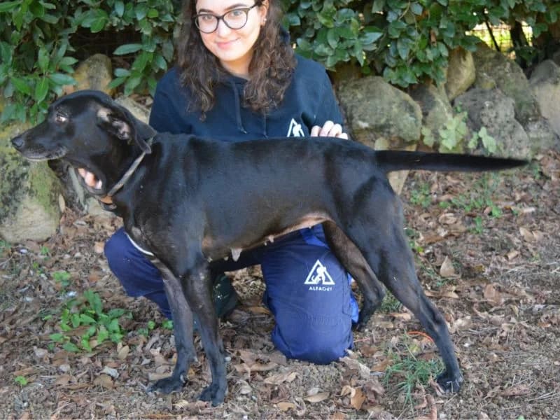 Zabira, 5yo mixed breed for adoption at Associazione ALFA, Roma