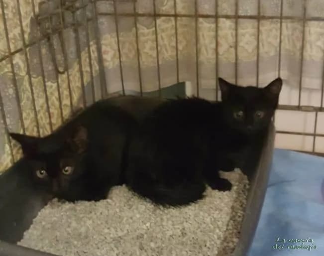 ACANTO & ORTENSIA, puppy Mixed Breed for adoption at Amici dei Gatti Galliate