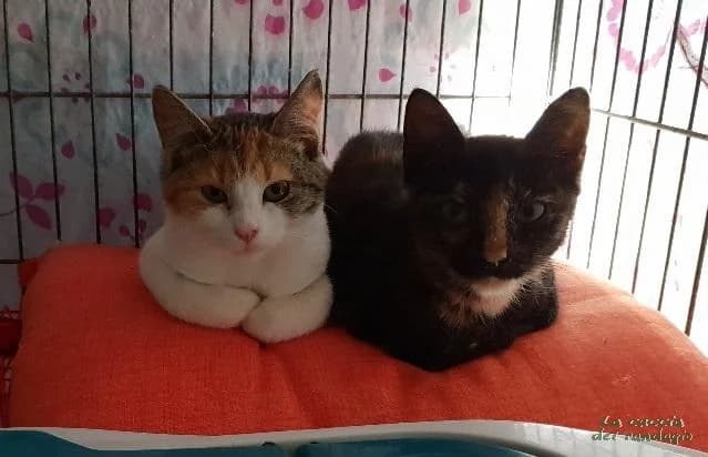 ILDEBRANDA & NAUSICA, puppy Mixed Breed for adoption at Amici dei Gatti Galliate