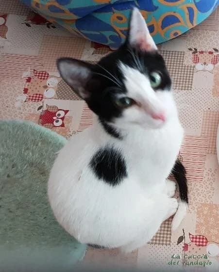 NADIA COMANECI, puppy Mixed Breed for adoption at Amici dei Gatti Galliate