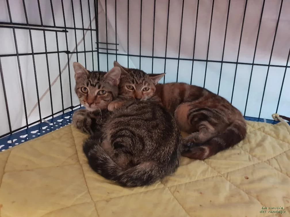 SANSONE & FIOLA, puppy Mixed Breed for adoption at Amici dei Gatti Galliate