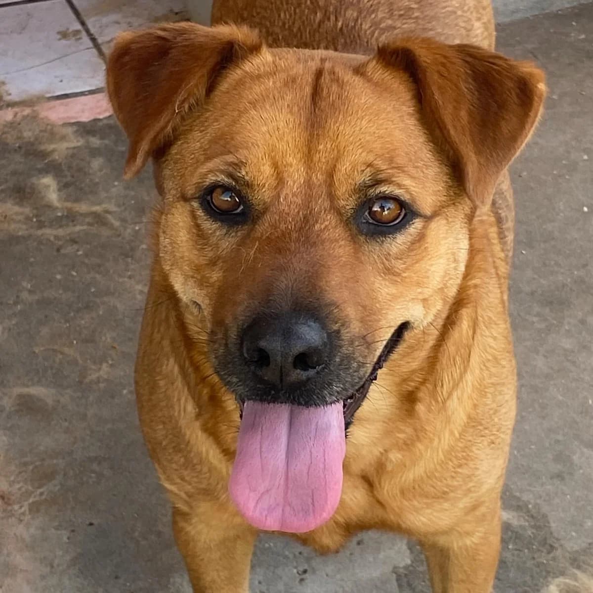 Alanis, female Mixed Breed for adoption at Associazione Amici del Cane di Latina ODV