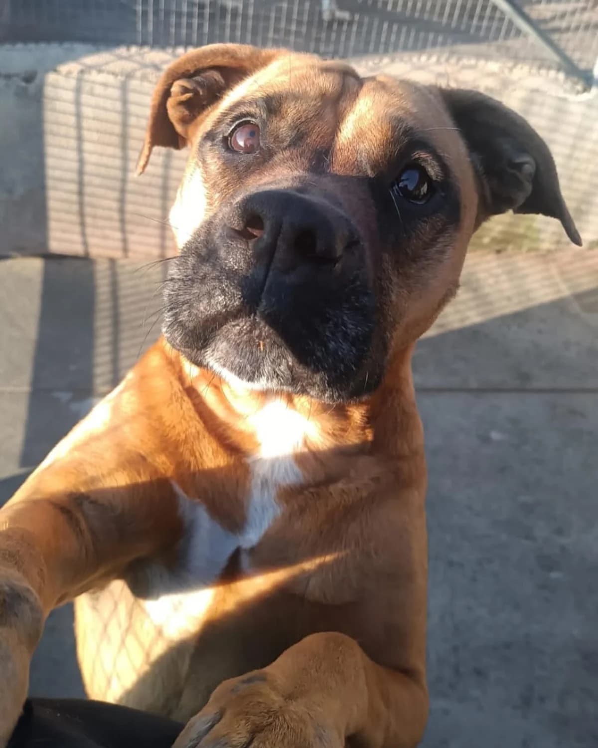 Artemis, female Mixed Breed for adoption at Associazione Amici del Cane di Latina ODV