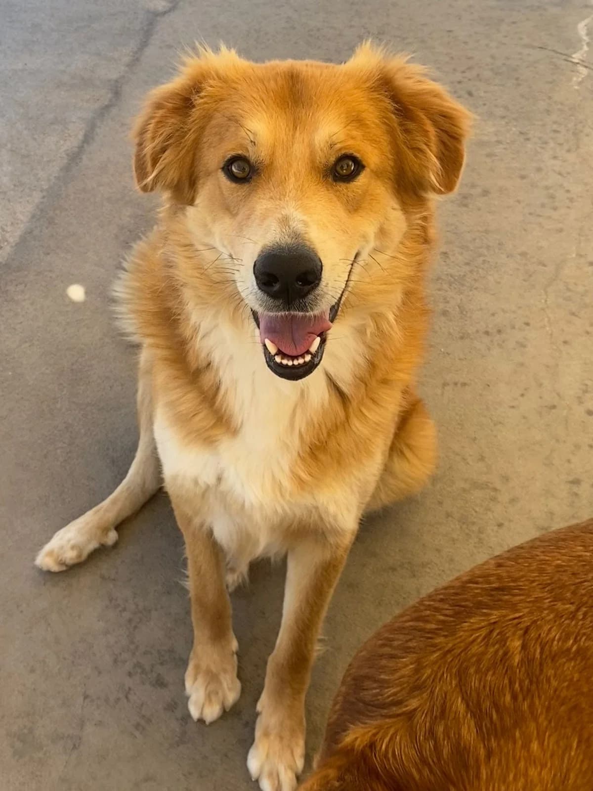 Axl, male Mixed Breed for adoption at Associazione Amici del Cane di Latina ODV