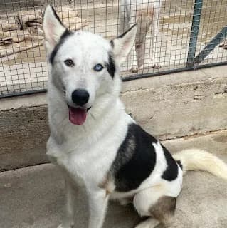 Blade, male Mixed Breed for adoption at Associazione Amici del Cane di Latina ODV