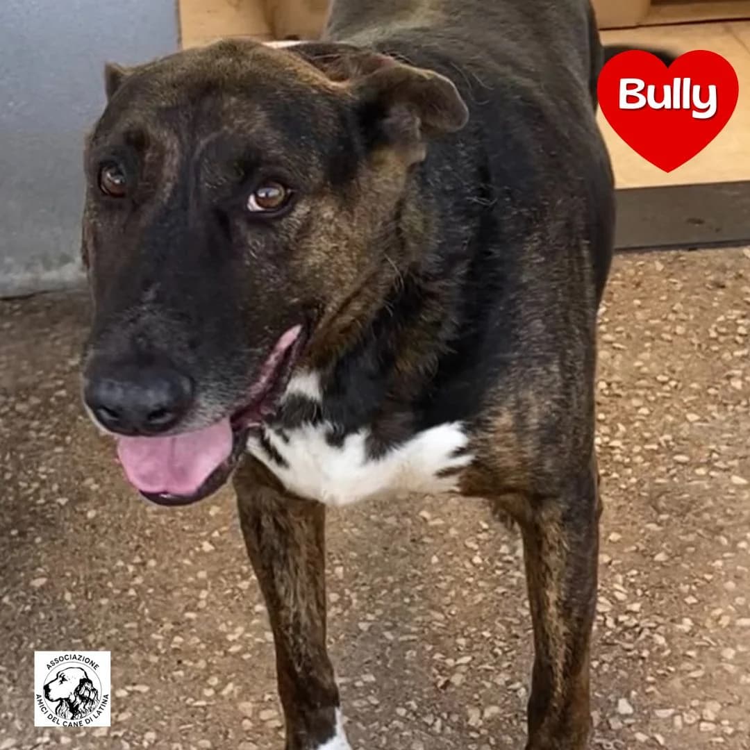 Bully, male Mixed Breed for adoption at Associazione Amici del Cane di Latina ODV