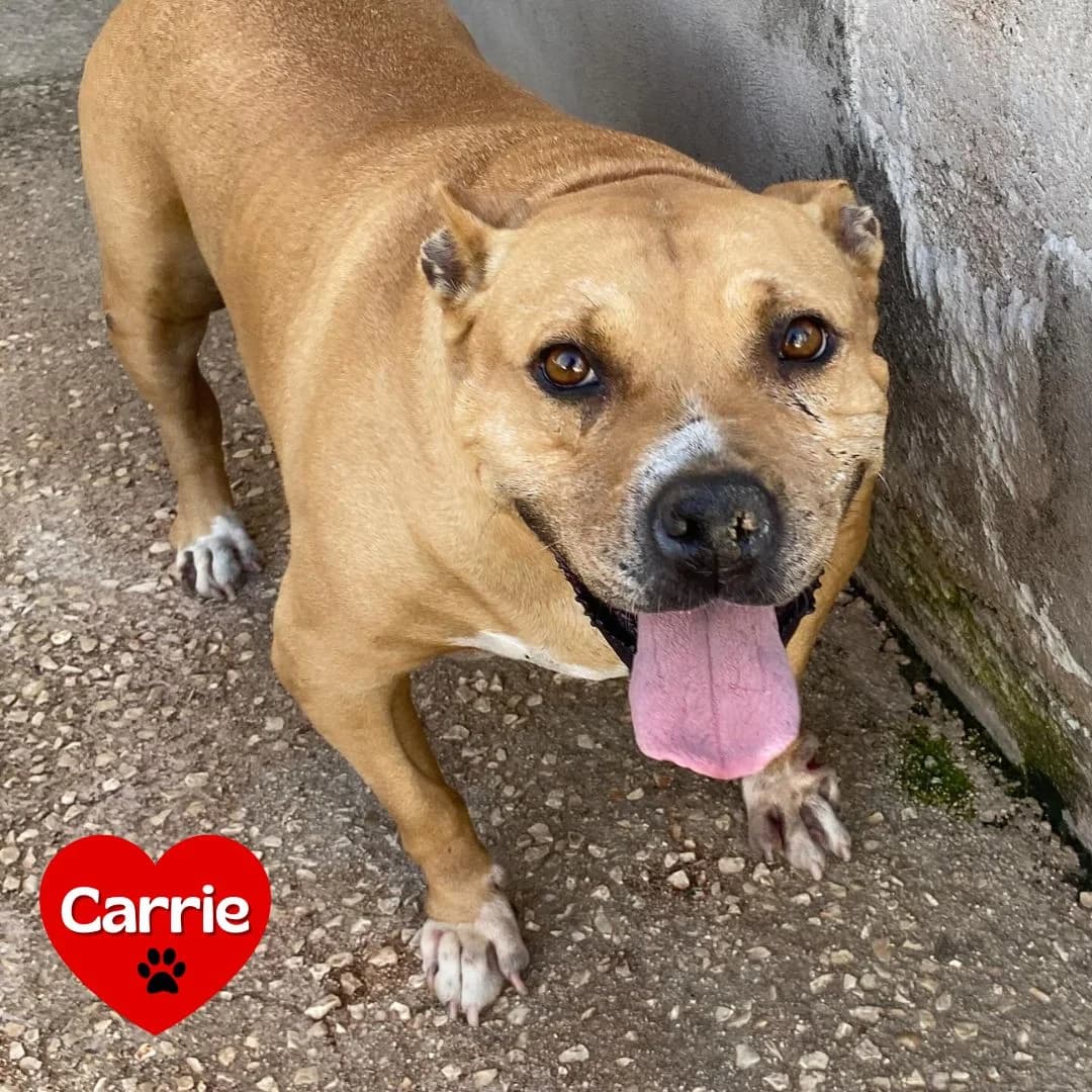 Carrie, female Mixed Breed for adoption at Associazione Amici del Cane di Latina ODV