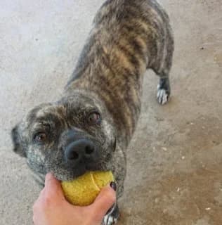 Cettina, female Mixed Breed for adoption at Associazione Amici del Cane di Latina ODV