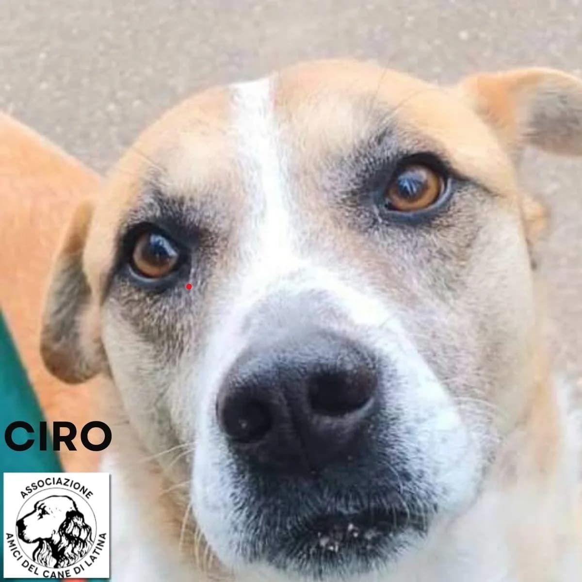 Ciro, male Mixed Breed for adoption at Associazione Amici del Cane di Latina ODV