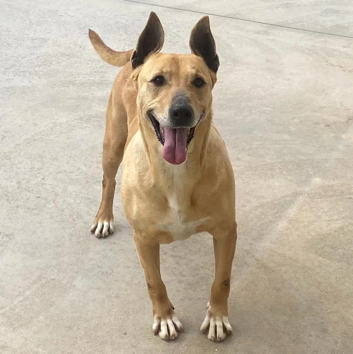 Dinamite, female Mixed Breed for adoption at Associazione Amici del Cane di Latina ODV