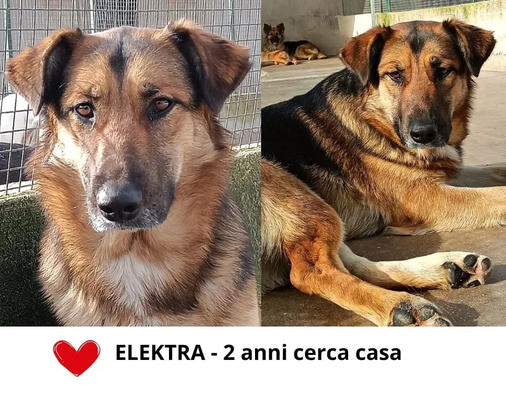 Elektra, female Mixed Breed for adoption at Associazione Amici del Cane di Latina ODV