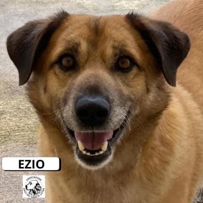 Ezio, male Mixed Breed for adoption at Associazione Amici del Cane di Latina ODV