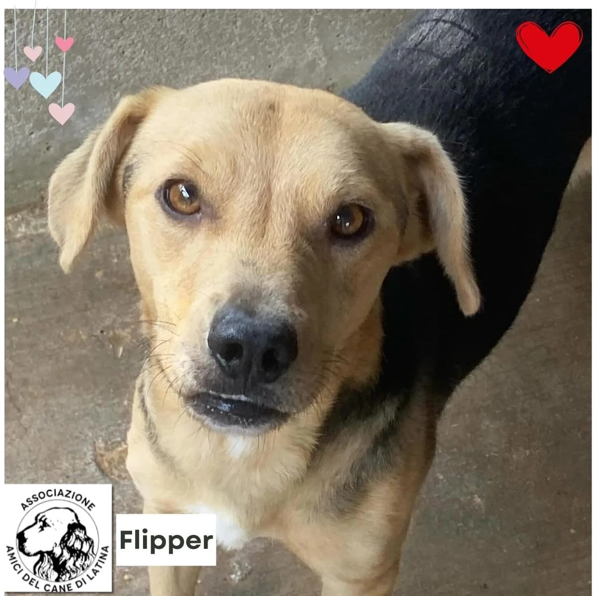Flipper, male Mixed Breed for adoption at Associazione Amici del Cane di Latina ODV