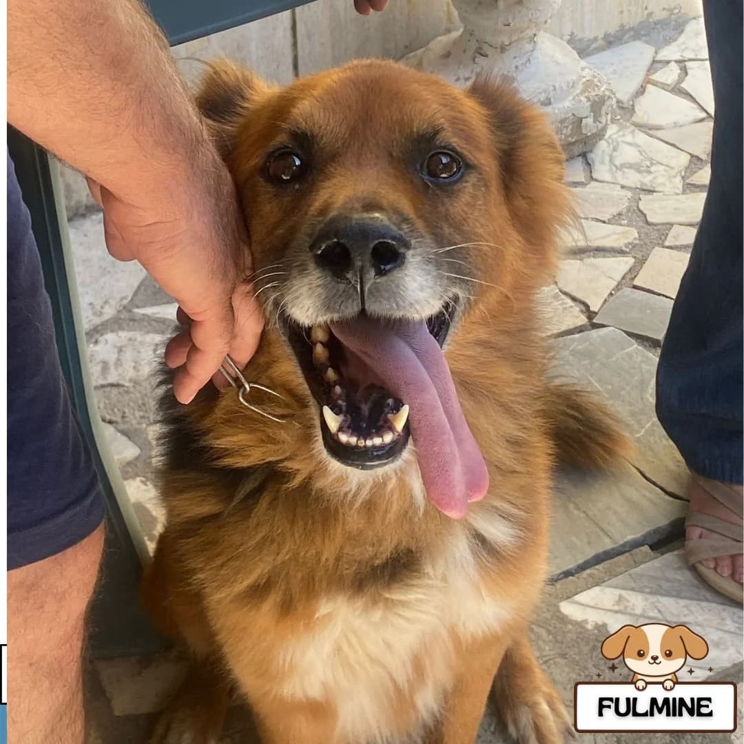 Fulmine, male senior Mixed Breed for adoption at Associazione Amici del Cane di Latina ODV
