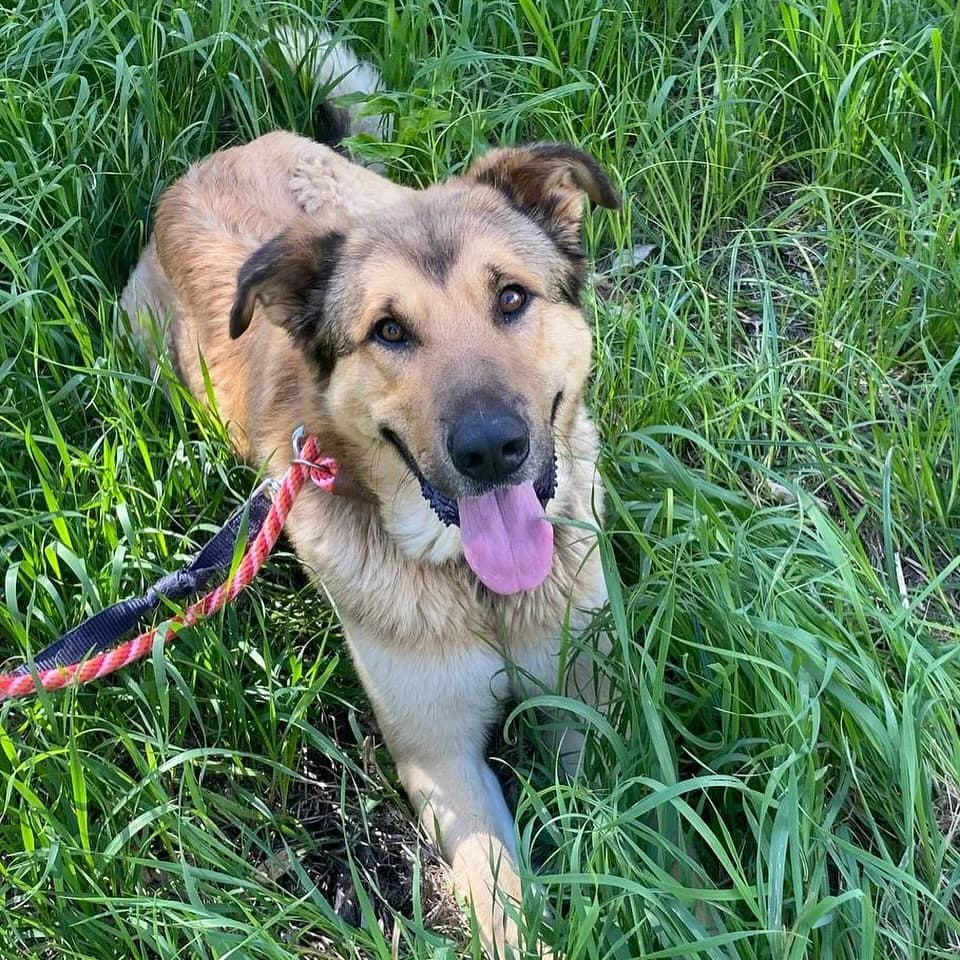Fulmine, male young Mixed Breed for adoption at Associazione Amici del Cane di Latina ODV
