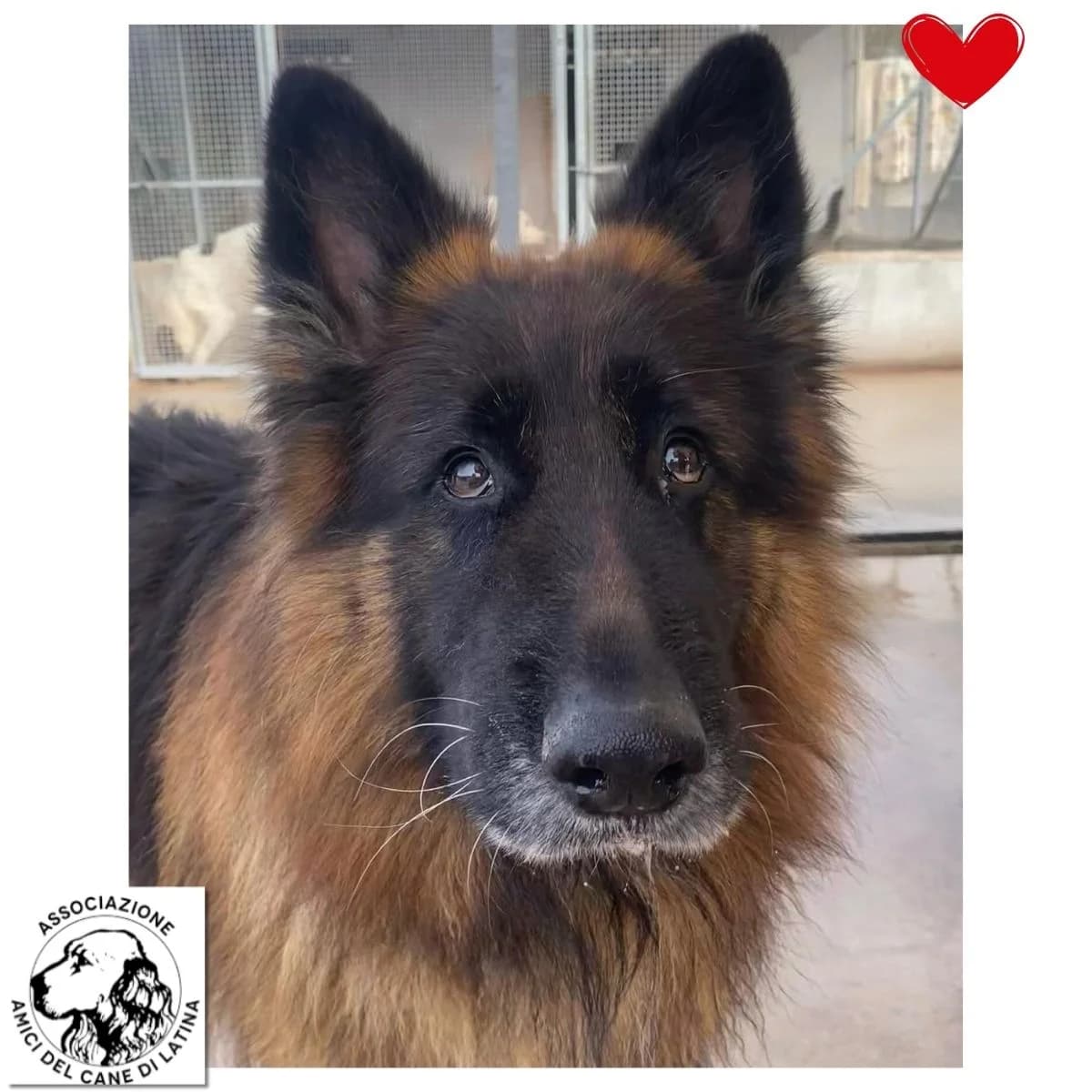 Hulk, male Mixed Breed for adoption at Associazione Amici del Cane di Latina ODV