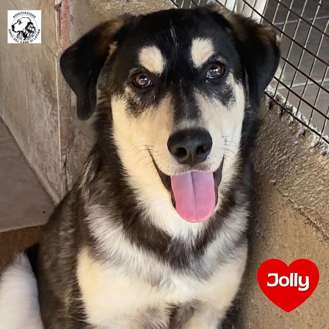 Jolly, male Mixed Breed for adoption at Associazione Amici del Cane di Latina ODV
