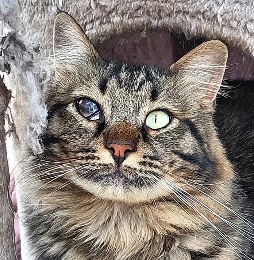 Maine, Mixed Breed for adoption at Associazione Amici del Cane di Latina ODV