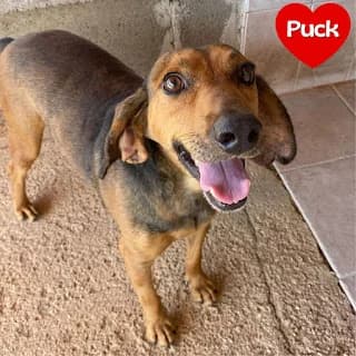 Puck, male Mixed Breed for adoption at Associazione Amici del Cane di Latina ODV