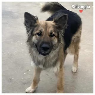 Selvaggia, female Mixed Breed for adoption at Associazione Amici del Cane di Latina ODV
