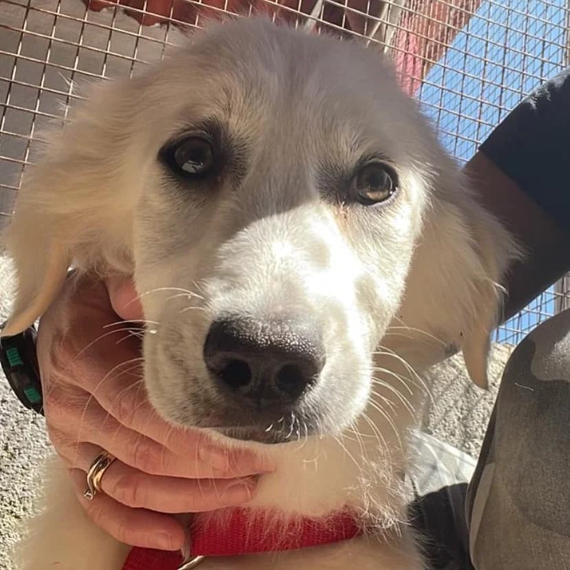 Shiri, female puppy Mixed Breed for adoption at Associazione Amici del Cane di Latina ODV