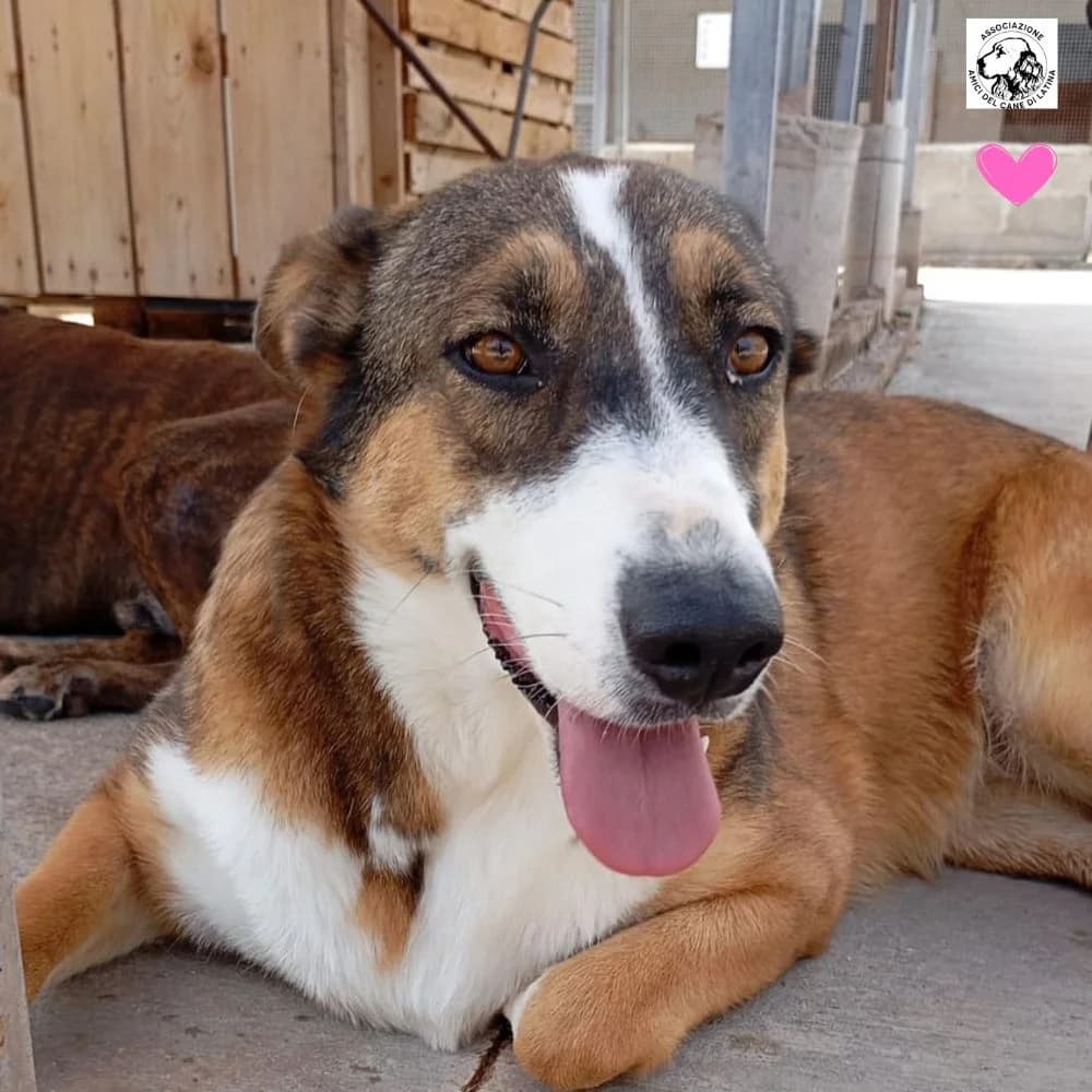 Shiva, female Mixed Breed for adoption at Associazione Amici del Cane di Latina ODV